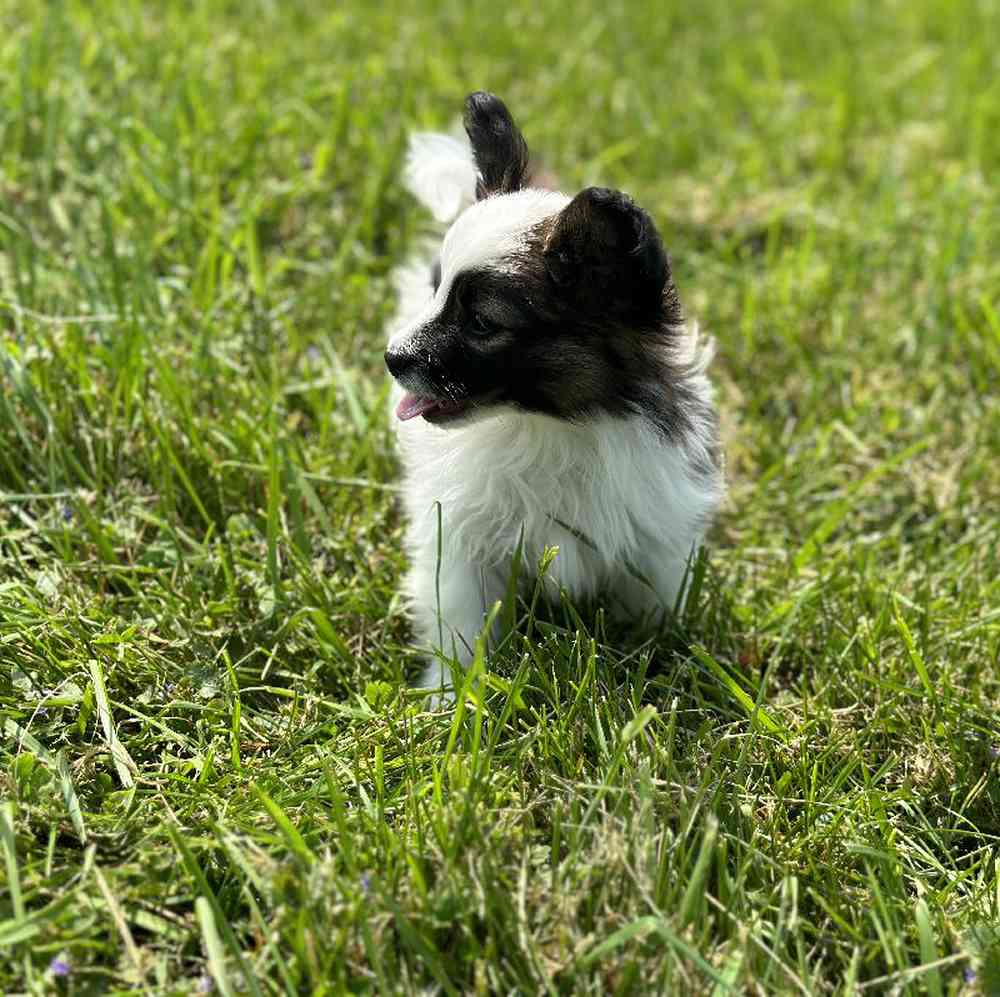 carousel pet images