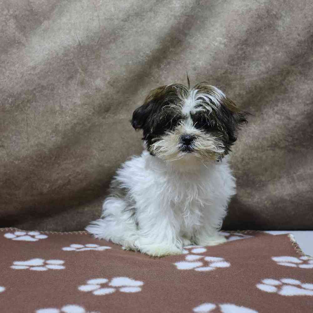 carousel pet images
