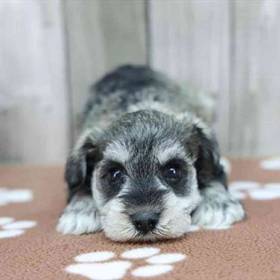 Mini Schnauzer