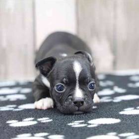 Boston Terrier