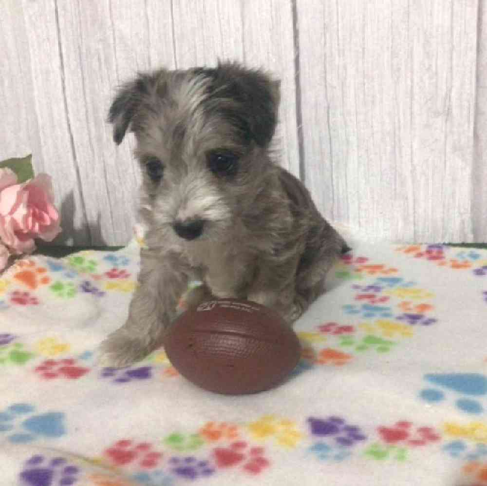 Female Westipoo Puppy for Sale in Millersburg, IN