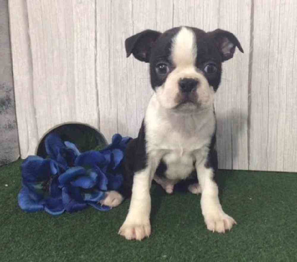 carousel pet images