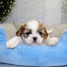 Shih Tzu