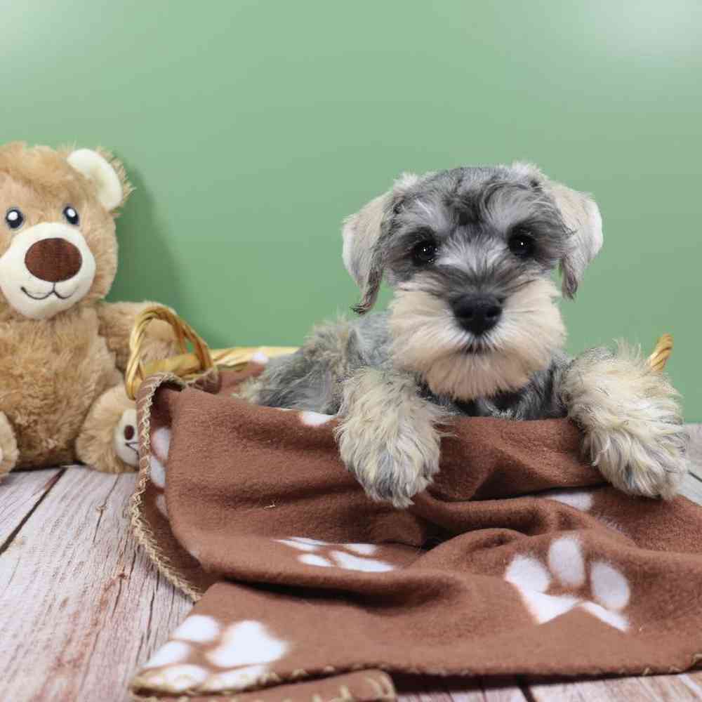 carousel pet images