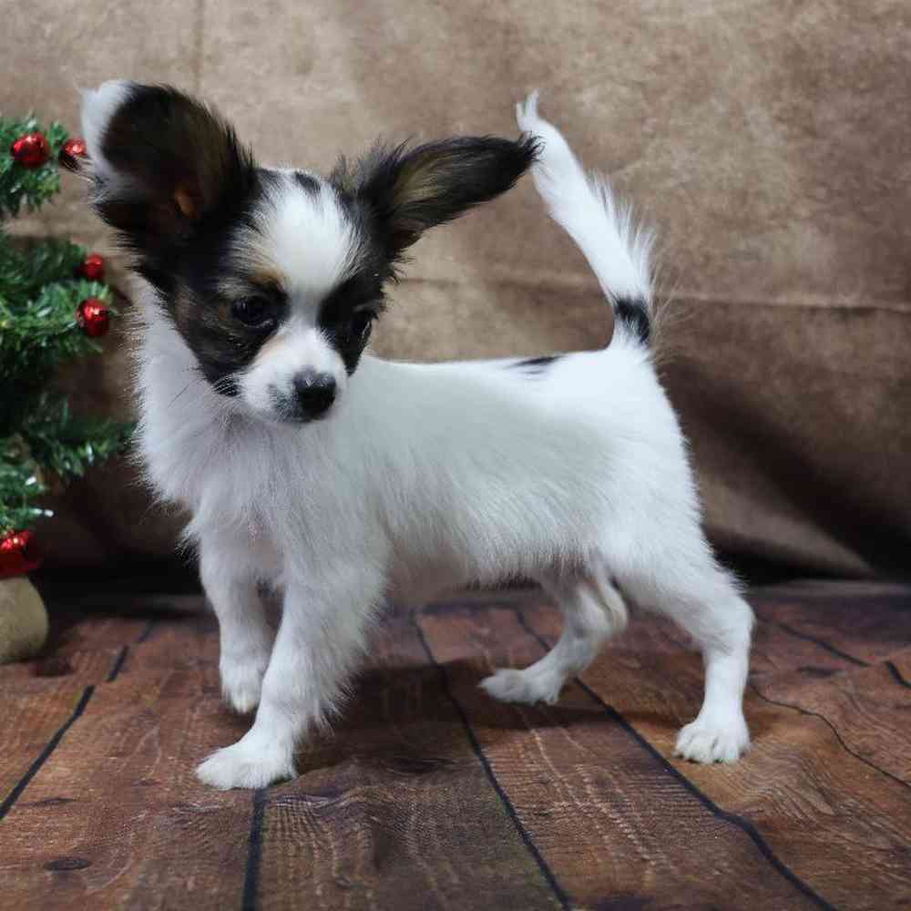 carousel pet images