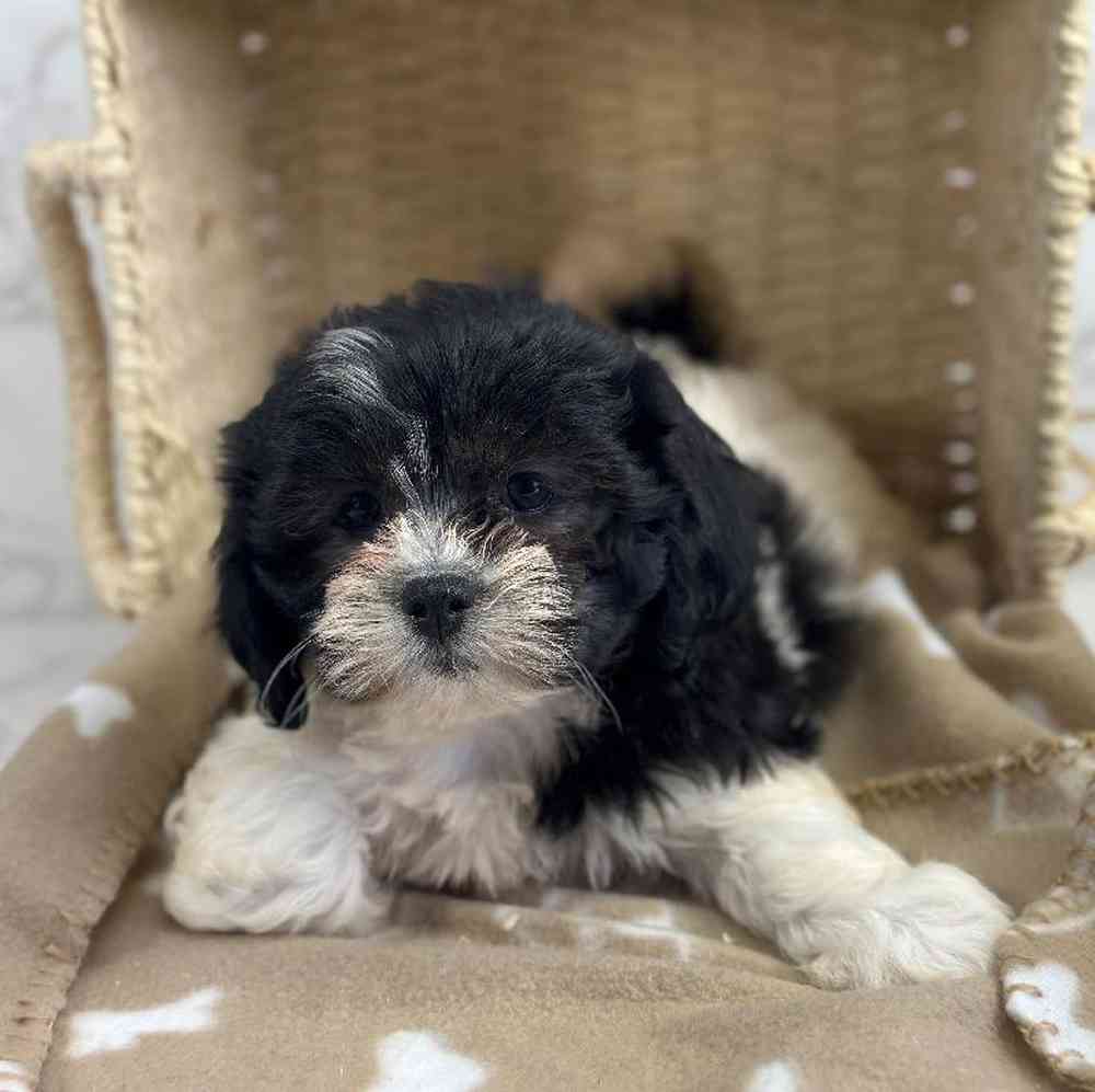 carousel pet images