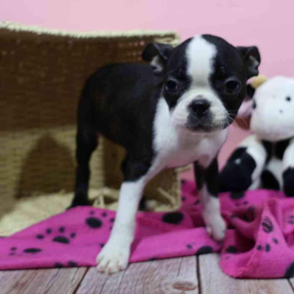carousel pet images