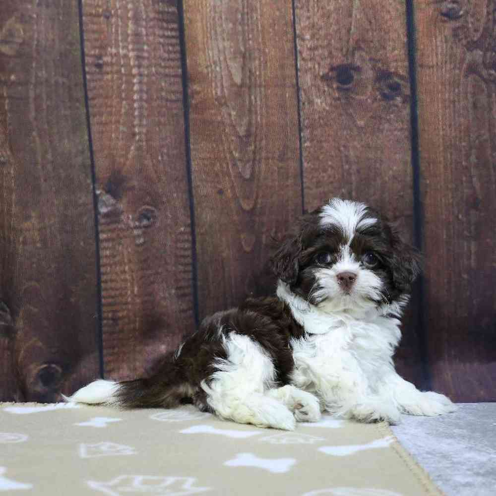 carousel pet images