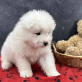 Samoyed