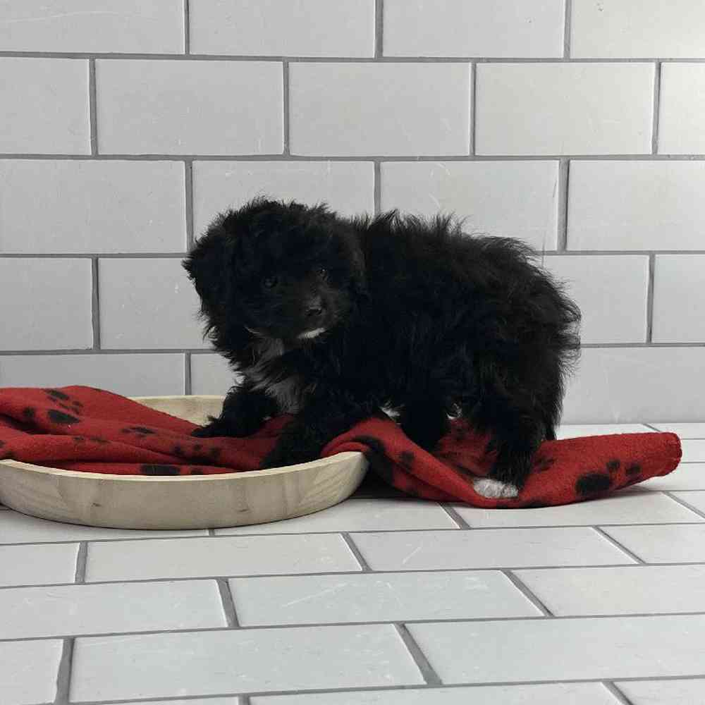 Male Papillon-Toy Poodle Puppy for Sale in Millersburg, IN