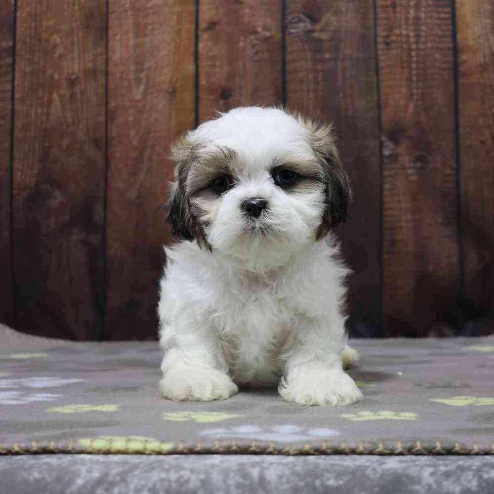 Male Shih Tzu Puppy for Sale in Millersburg, IN