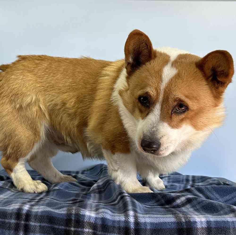 Female Pembroke Welsh Corgi Puppy for Sale in Millersburg, IN