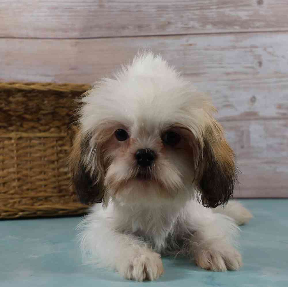 carousel pet images