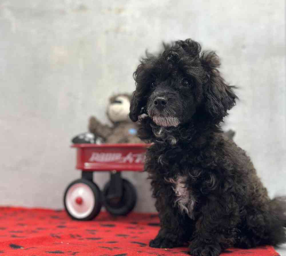 Male Mini Poodle Puppy for Sale in Millersburg, IN