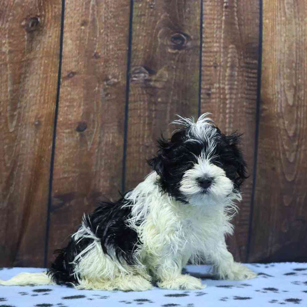 Female Havanese Puppy for Sale in Millersburg, IN