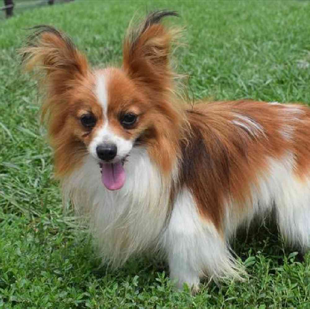 Female Papillon Puppy for Sale in Millersburg, IN