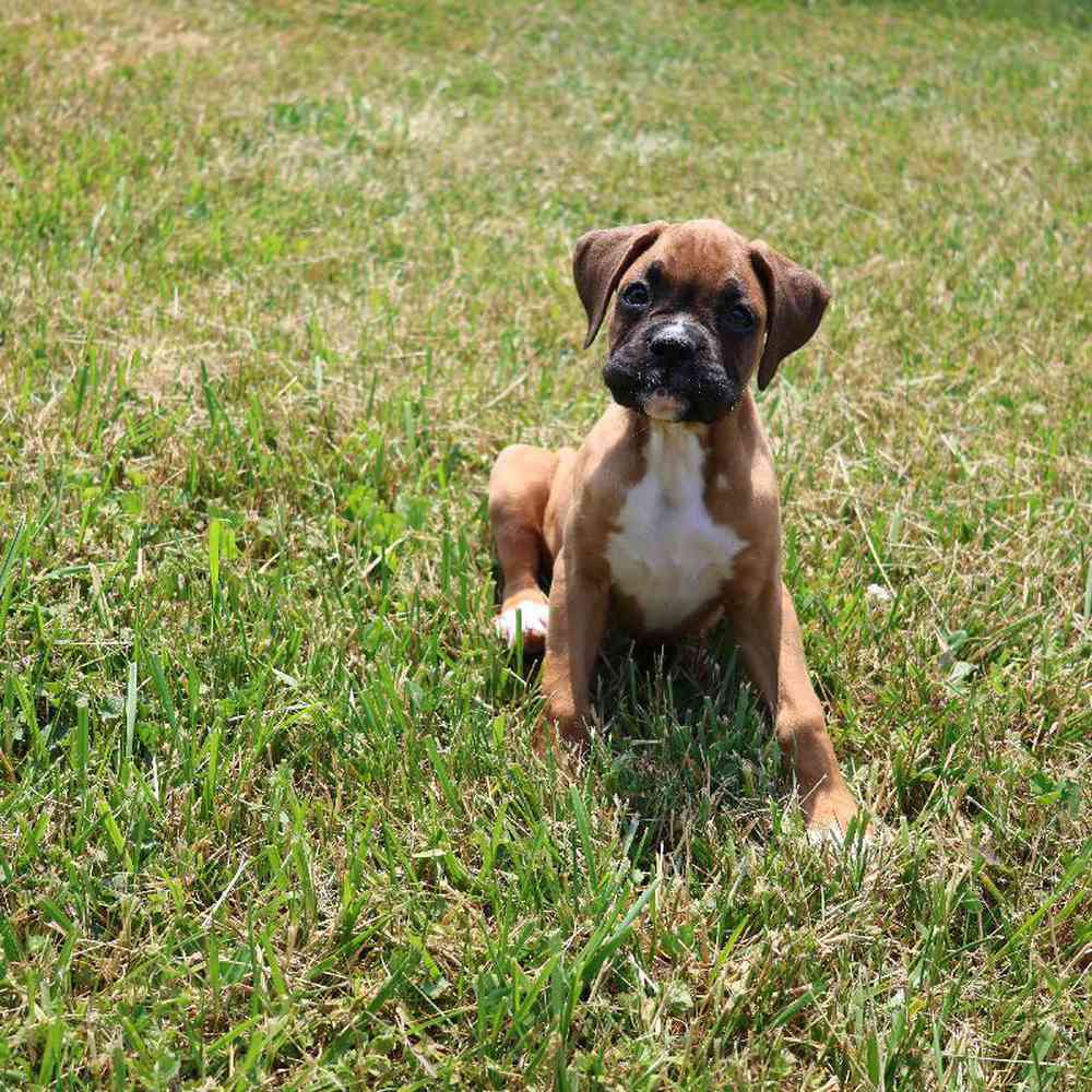 Female Boxer Puppy for Sale in Millersburg, IN