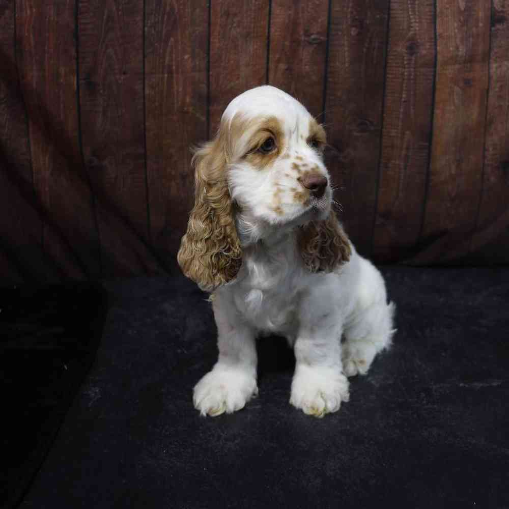 Male Cocker Spaniel Puppy for Sale in Millersburg, IN