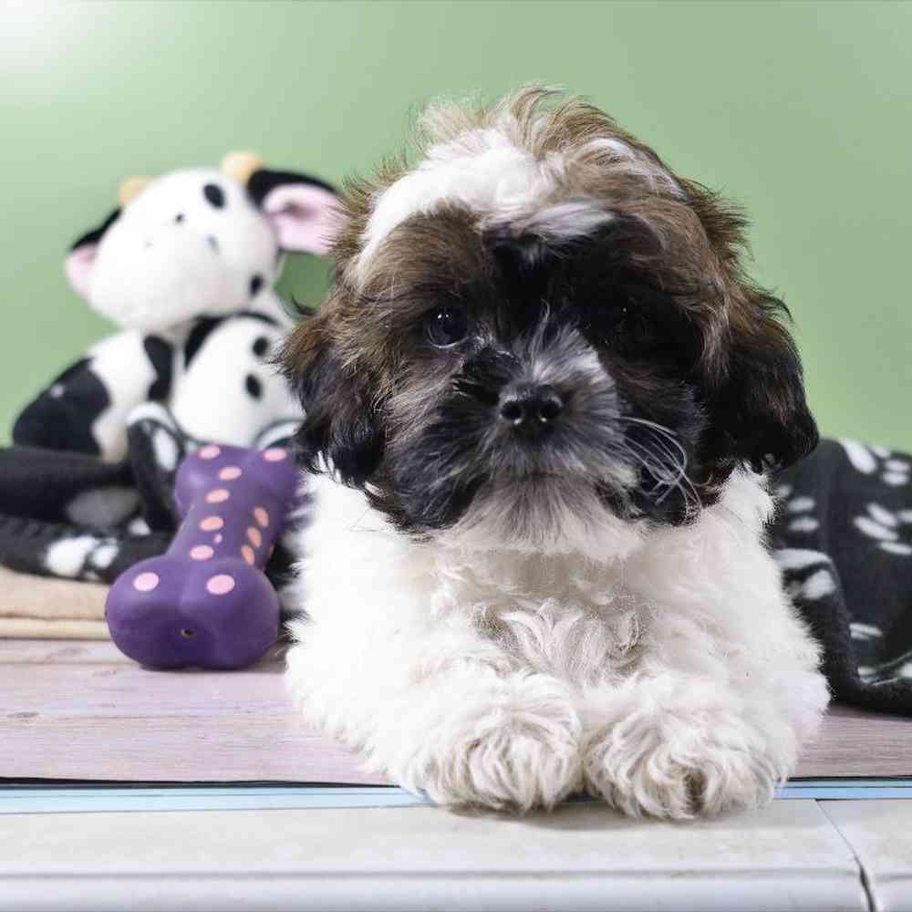 carousel pet images