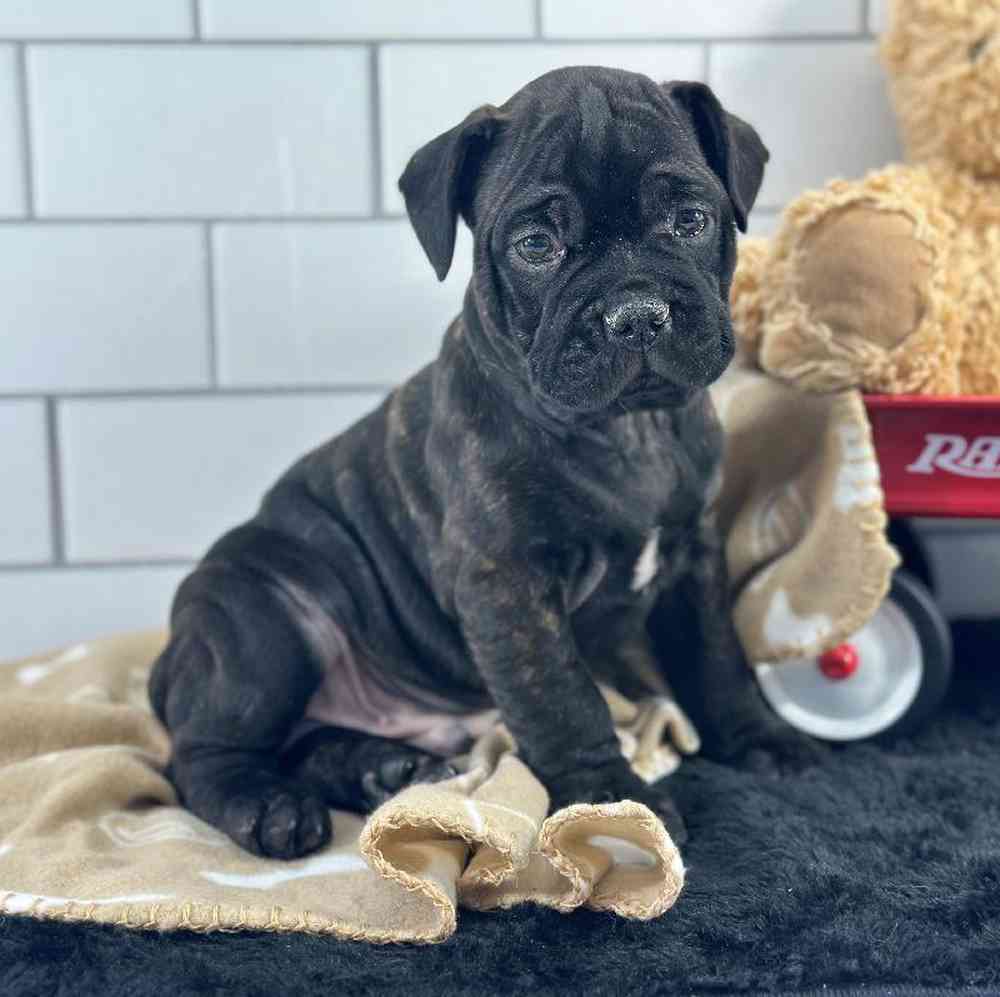 Male 1/4 Bullmastiff- 3/4 French Bulldog Puppy for Sale in Millersburg, IN