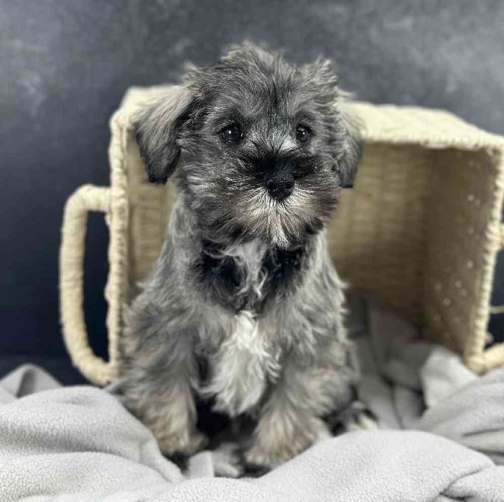 Female Mini Schnauzer Puppy for Sale in Millersburg, IN