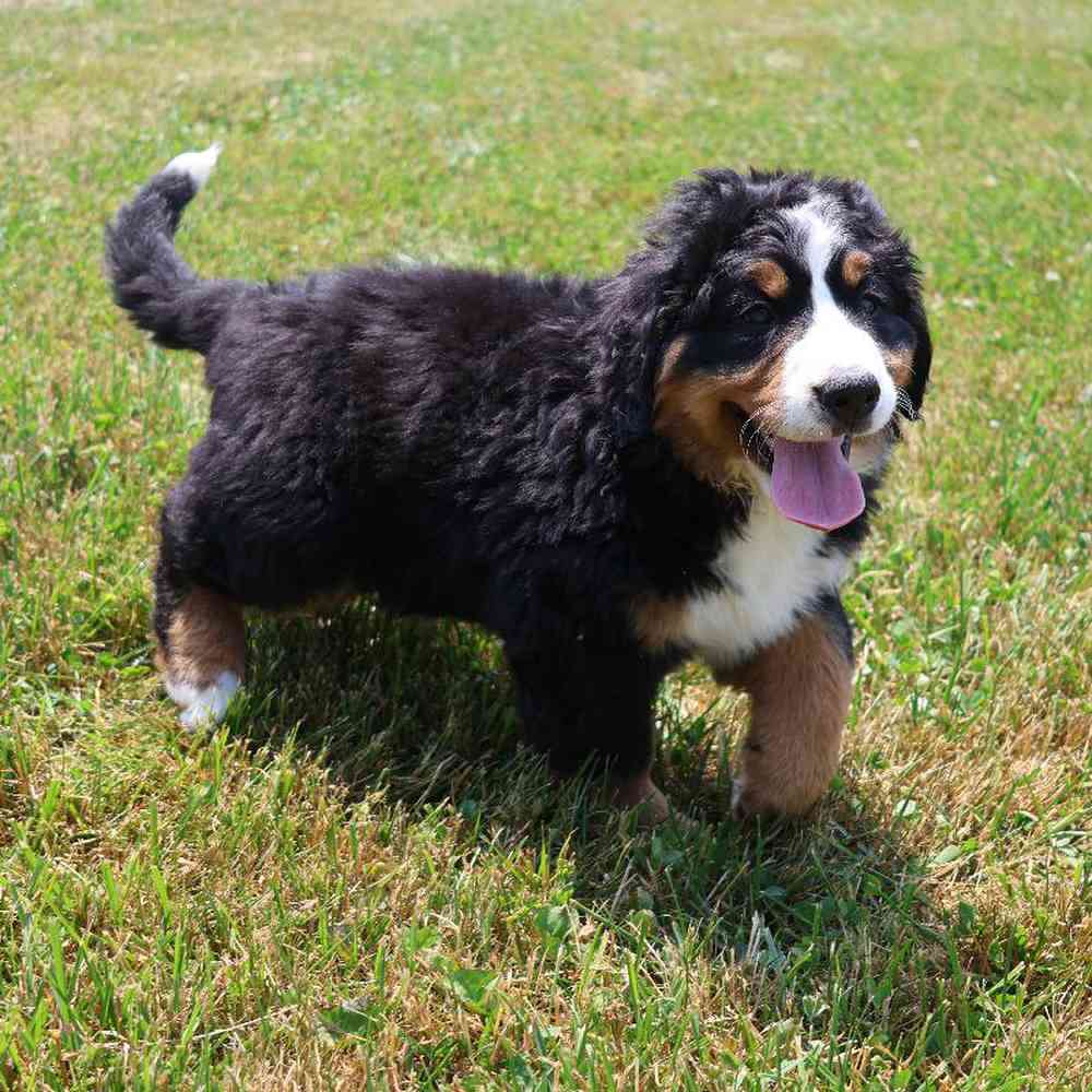 Female Bernese Mountain Dog Puppy for Sale in Millersburg, IN