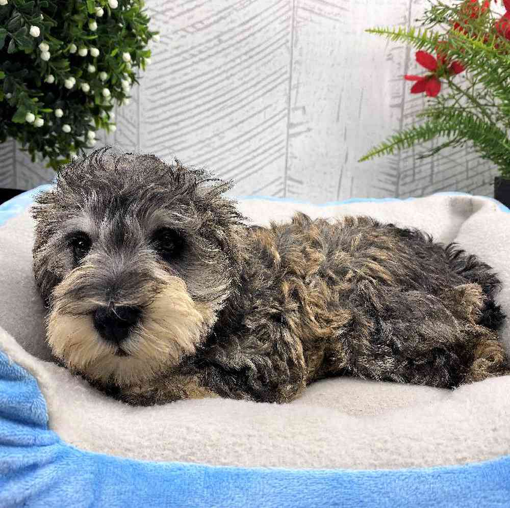 carousel pet images