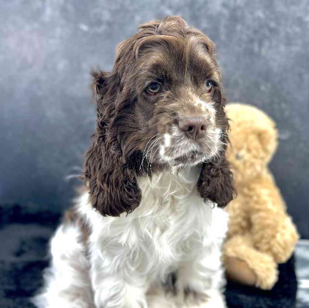 Female Cocker Spaniel Puppy for Sale in Millersburg, IN