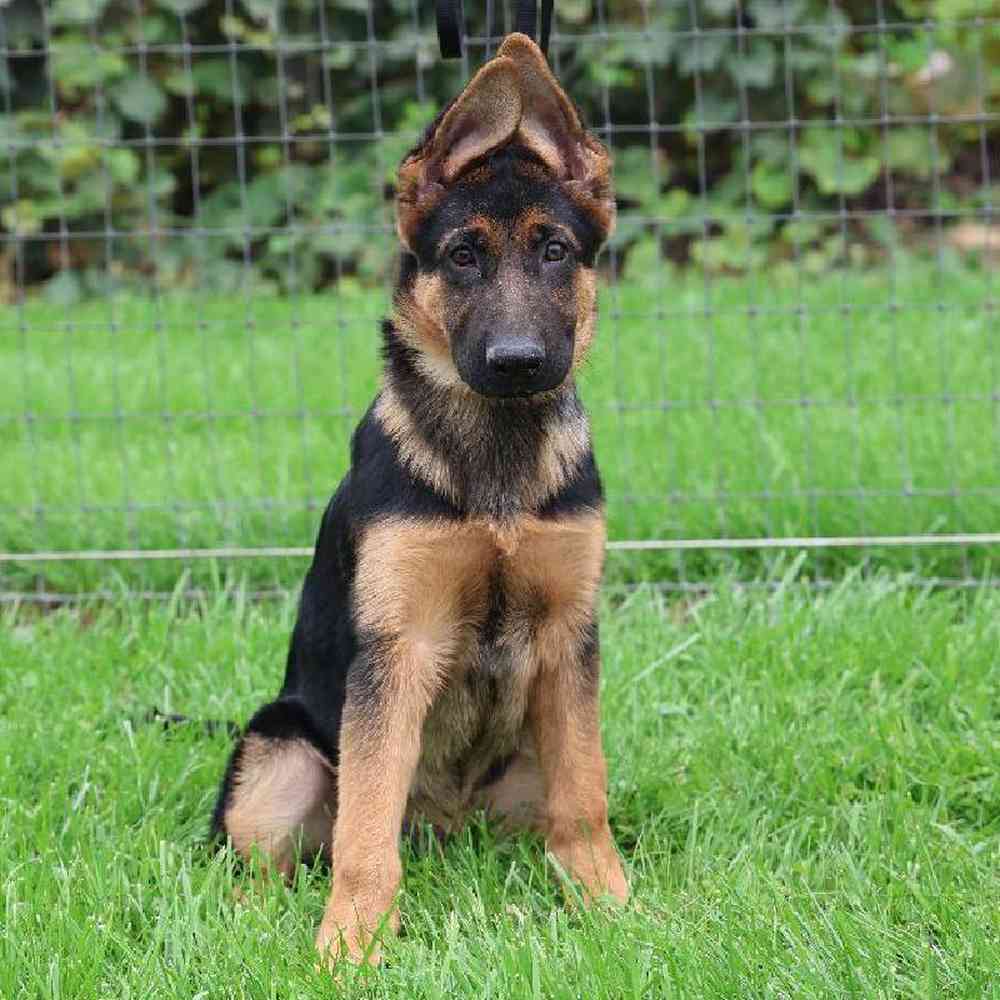 Male German Shepherd Puppy for Sale in Millersburg, IN