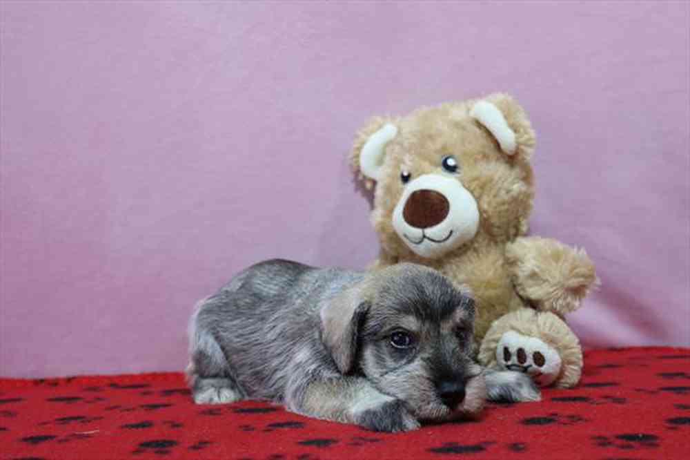 carousel pet images