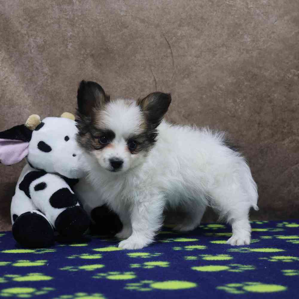 carousel pet images