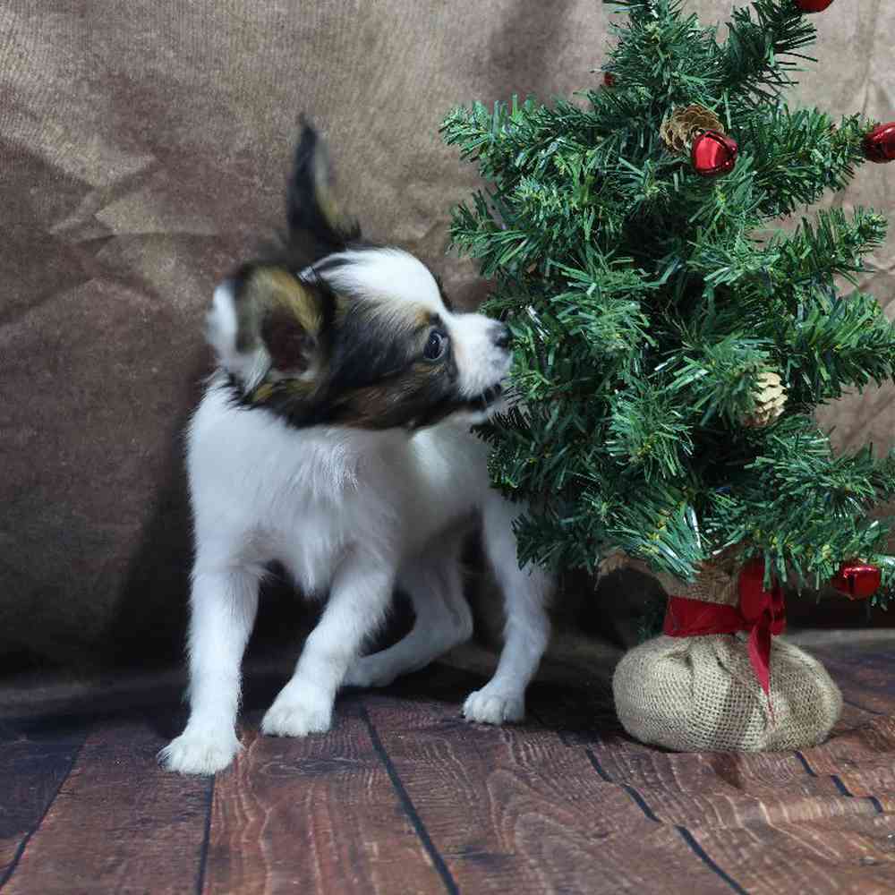 carousel pet images