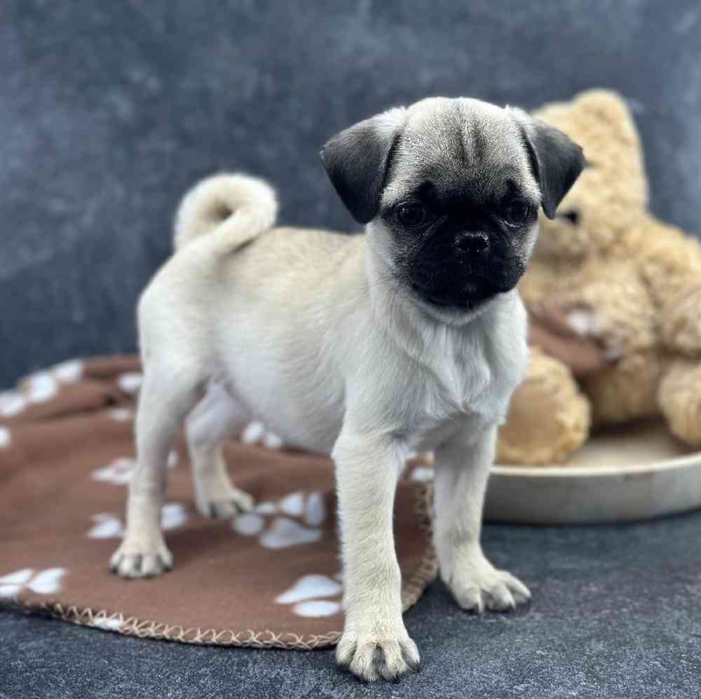 carousel pet images