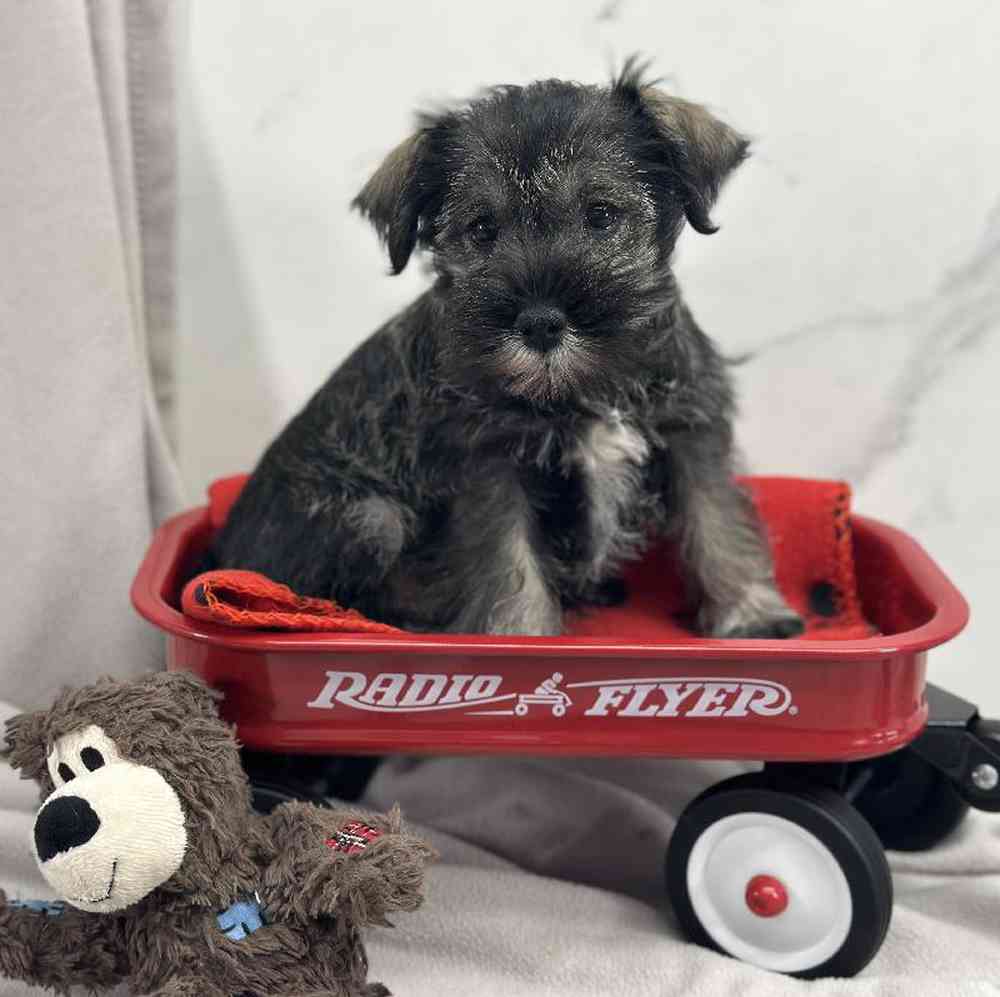 Male Mini Schnauzer Puppy for Sale in Millersburg, IN