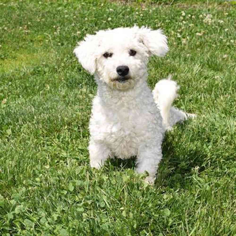 Male Bichon Puppy for Sale in Millersburg, IN