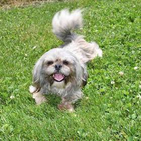 Shih Tzu