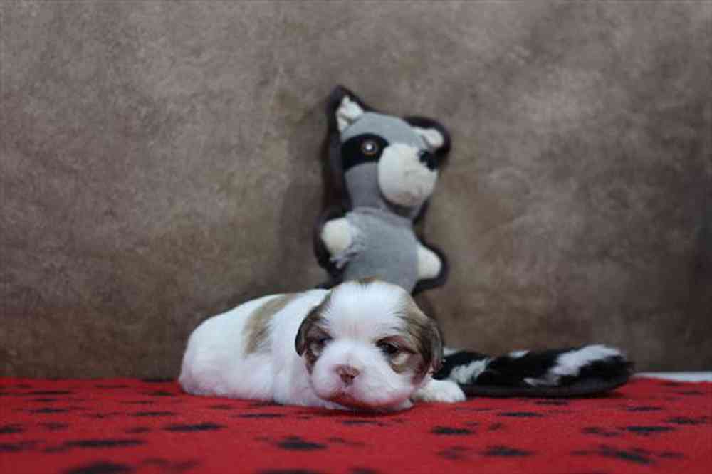 carousel pet images