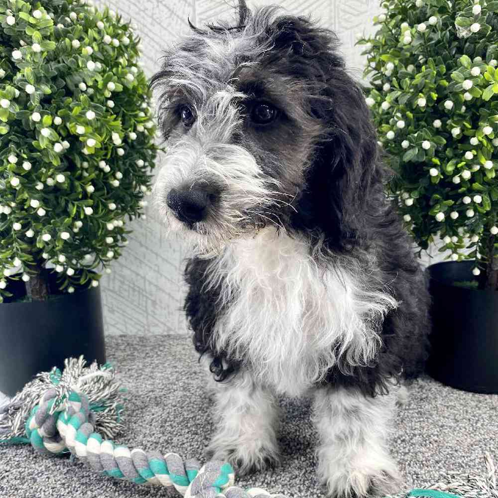 Female Mini Bernedoodle Puppy for sale