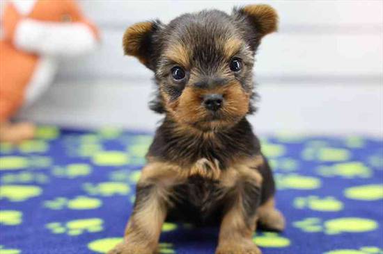 Yorkie