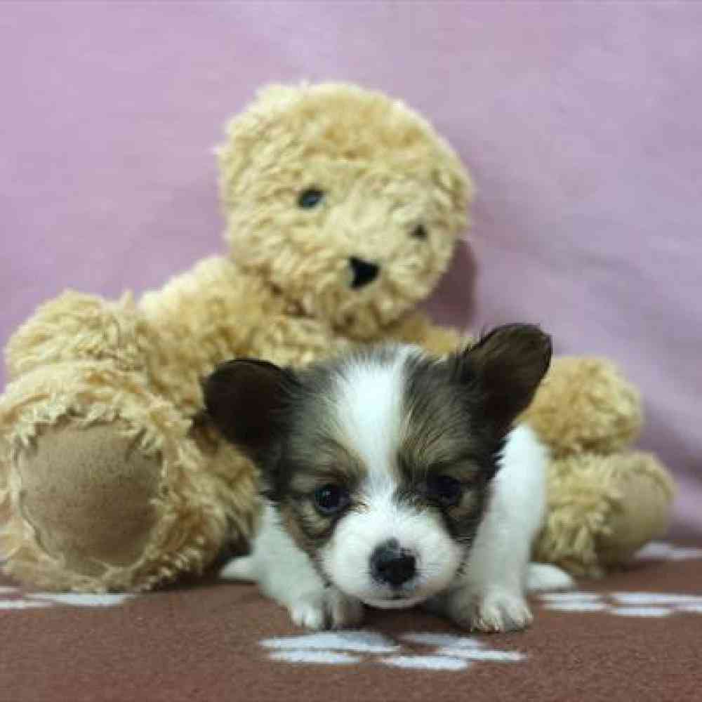 carousel pet images