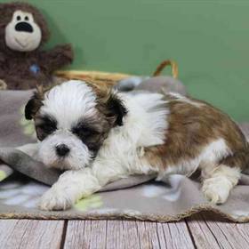 Shih Tzu