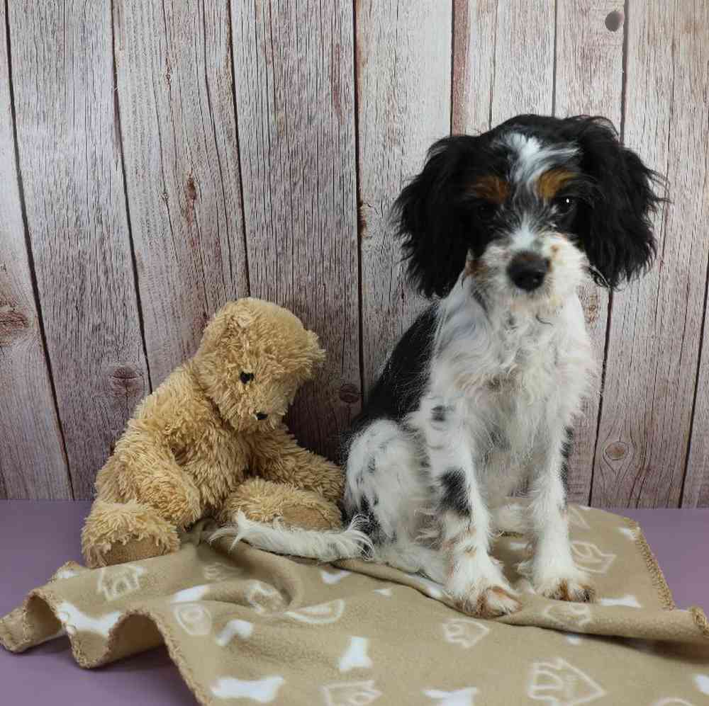 carousel pet images