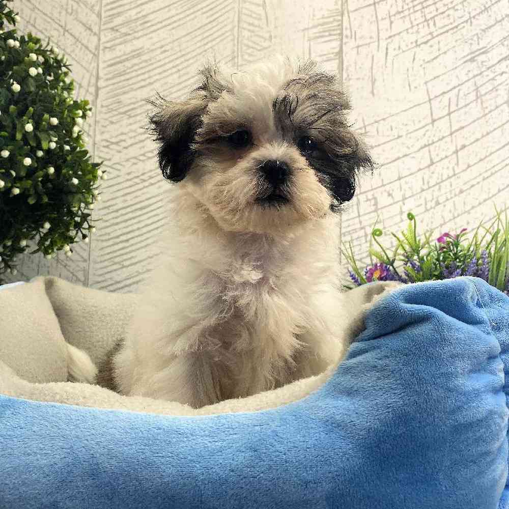 carousel pet images