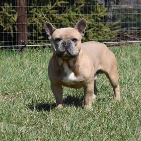 Bullmastiff/French Bull Dog