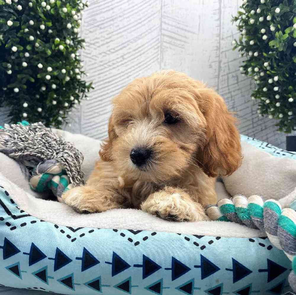 carousel pet images