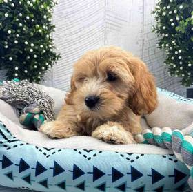 Shichon