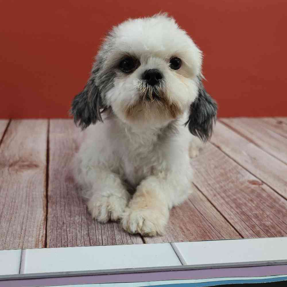 Female Hybrid Puppy for Sale in Millersburg, IN