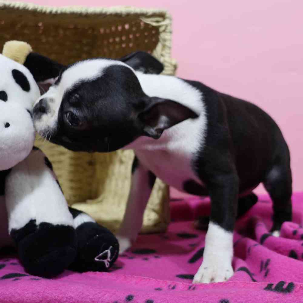 carousel pet images