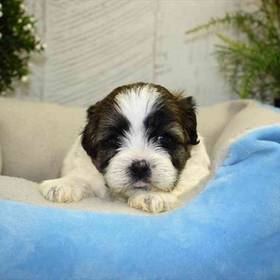 Shichon
