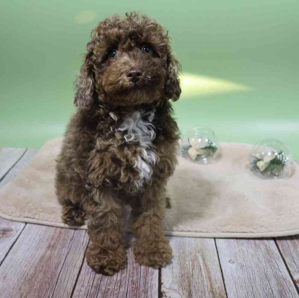 carousel pet images